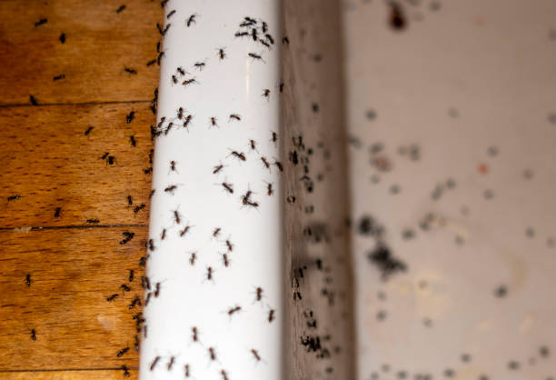 Best Flea Control Services  in Caledonia, WI