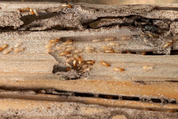 Trusted Caledonia, WI Pest Control Experts