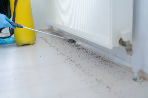 Best Wasp Removal Services  in Caledonia, WI